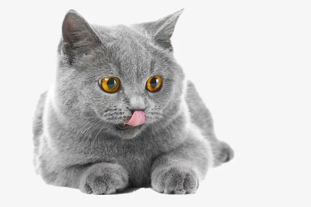 可爱的灰色小猫咪免抠
