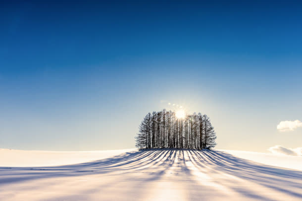雪地里孤独的树林海报背景