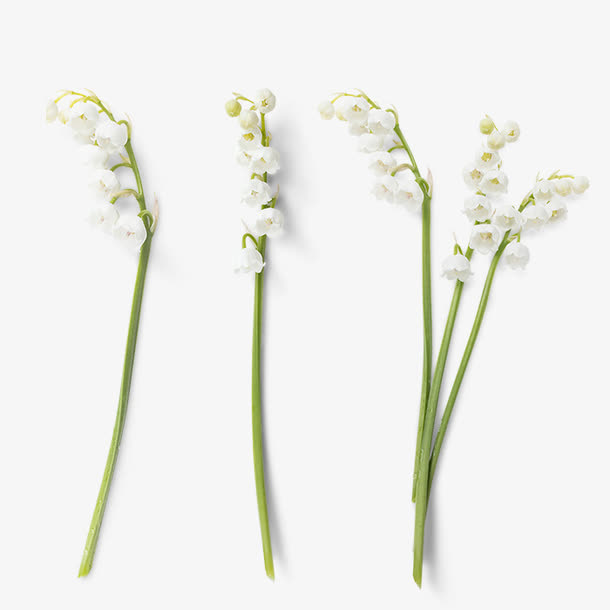 白色的花免抠