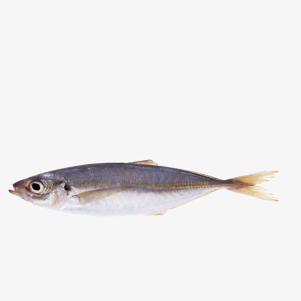 深海鳕鱼免抠