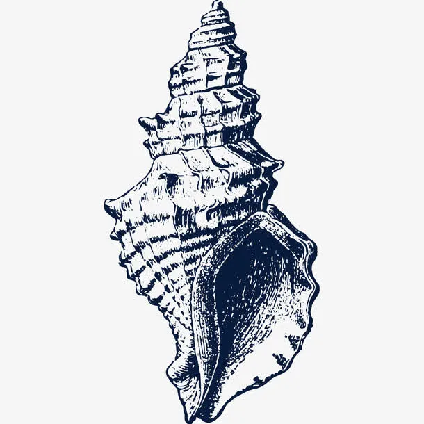 手绘海螺贝壳插画免抠