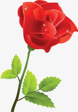 红色玫瑰免抠