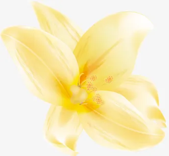 黄色手绘花朵免抠 黄色手绘花朵免抠