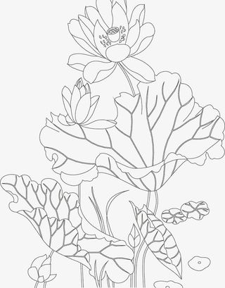 手绘线条儿荷花儿免抠