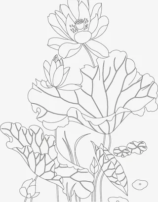 手绘线条儿荷花儿免抠