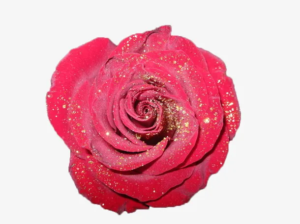 红色的玫瑰花免抠