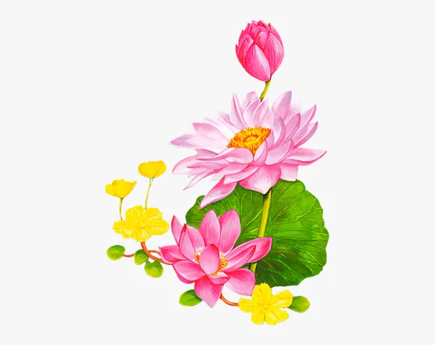 精美手绘荷花开花插画素材免抠