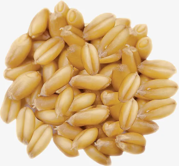 小麦种子免抠
