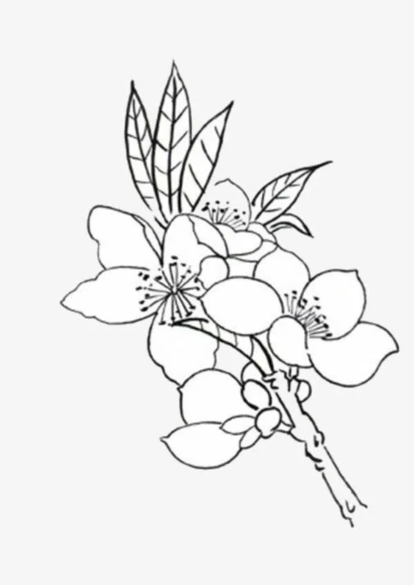 杏花线稿免抠