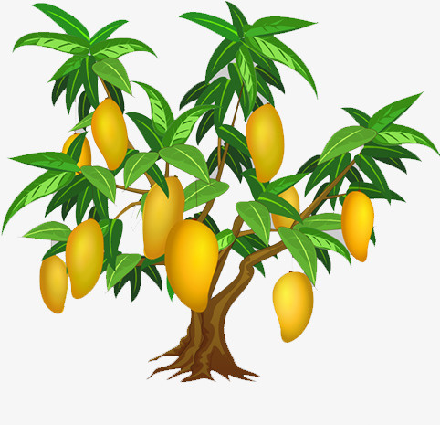 芒果树免抠