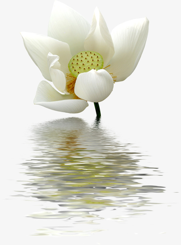 夏天白色荷花水影免抠