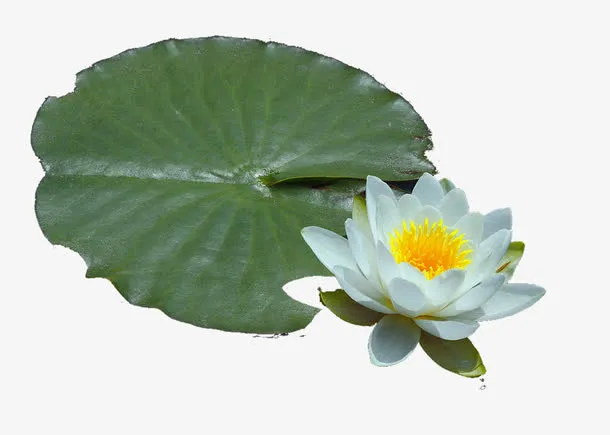 白色莲花免抠