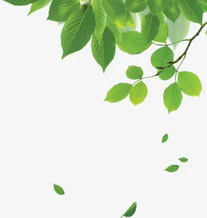 唯美精美清新自然健康树叶树枝免抠
