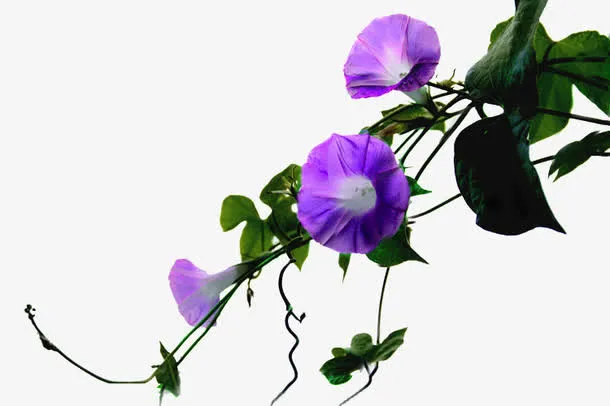 喇叭花免抠