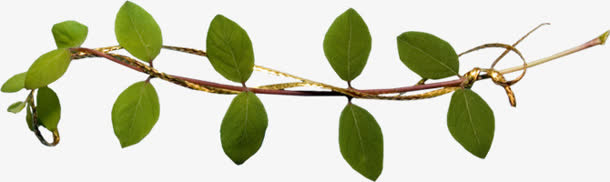 树枝绿叶免抠素材png免抠