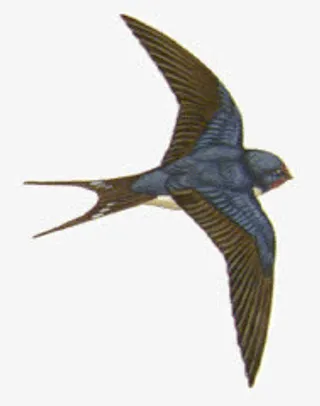 飞翔的燕子免抠