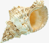 沙滩海螺夏日免抠