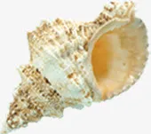 沙滩海螺夏日免抠