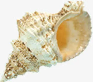沙滩海螺夏日免抠
