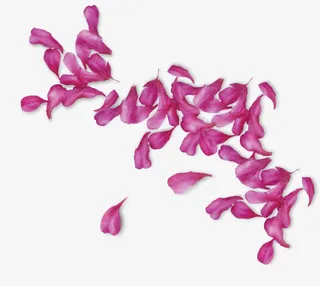 紫色花瓣漂浮素材免抠