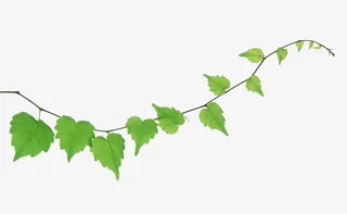 常春藤枝条免抠