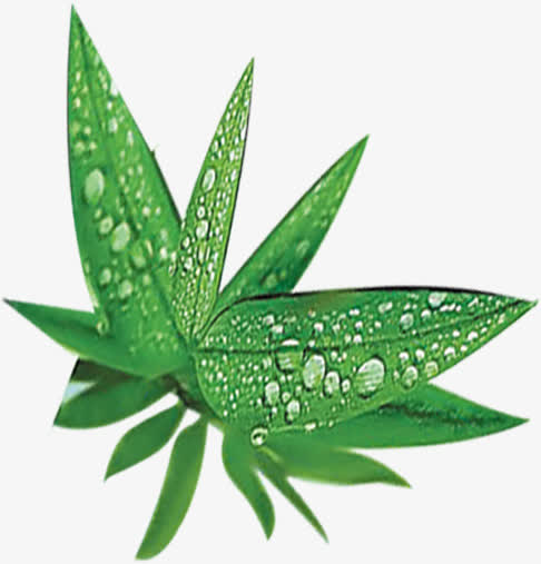 端午节绿色芦苇叶子露珠免抠