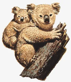 可爱考拉树袋熊动物免抠