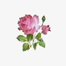 盛开玫瑰花朵免抠