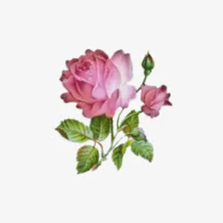 盛开玫瑰花朵免抠