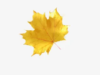 黄叶枫叶免抠