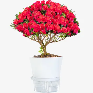 六边形自吸盆杜鹃盆栽免抠