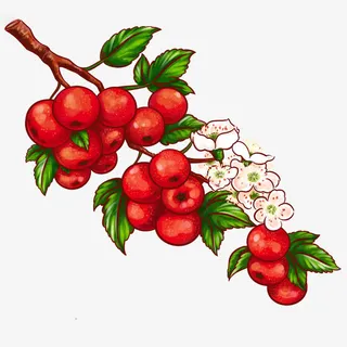 手绘山楂免抠