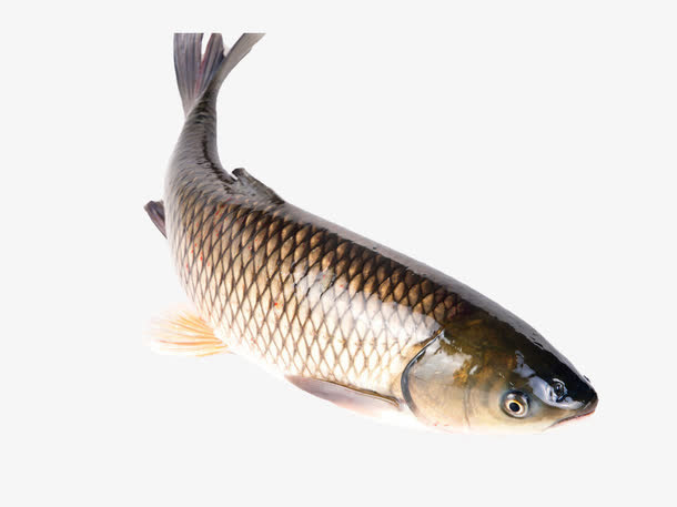 还没宰杀的草鱼免抠