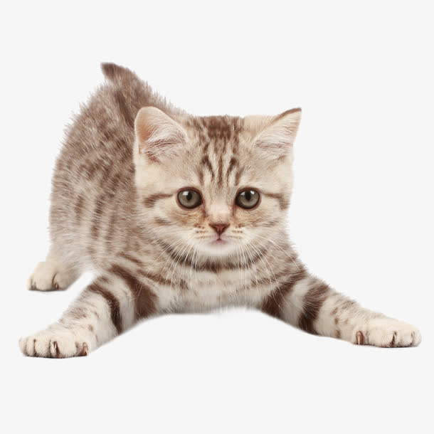 猫咪免抠