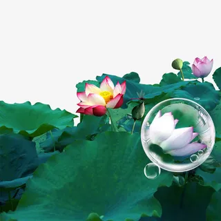 唯美荷花免抠