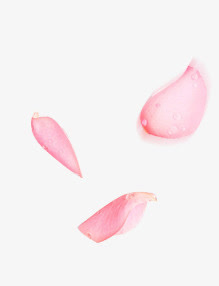 水滴飞舞浅粉玫瑰花瓣免抠