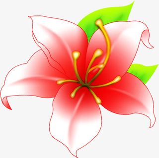 绿叶红色盛开百合免抠