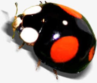 黑色春天瓢虫昆虫免抠