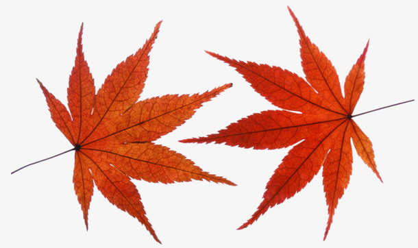 枫叶免抠