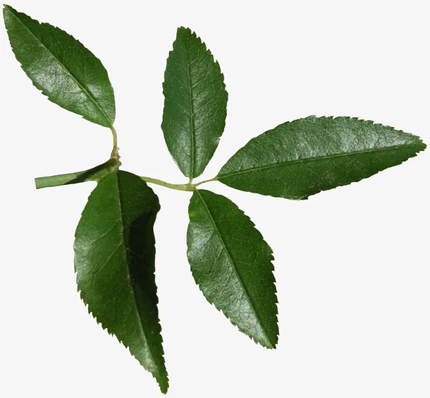 漂亮树枝树叶免抠
