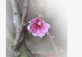 春天 草地 桃花 梨花 渐变透明元素24免抠