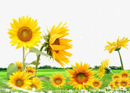 向日葵免抠