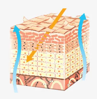 手绘受损肌肤层面免抠