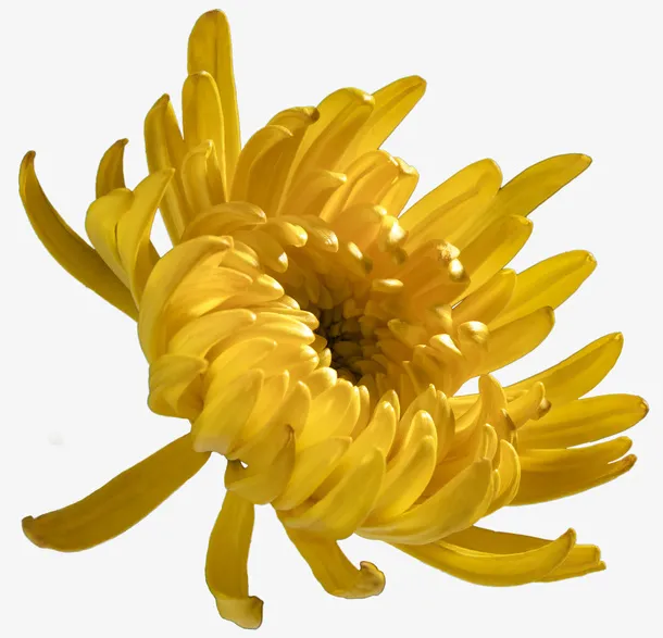 九月九重阳节之秋菊免抠