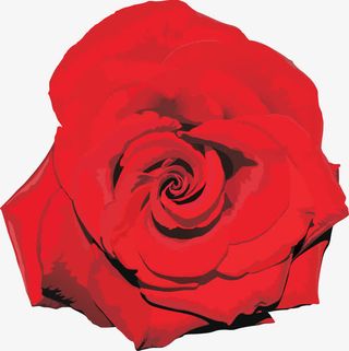 玫瑰花免抠