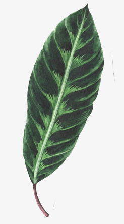手绘创意植物叶子免抠图免抠
