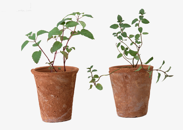 植物盆栽免抠