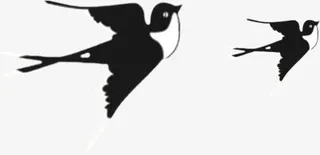 春天黑色大雁动物免抠