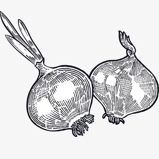 手绘线描黑白洋葱免抠