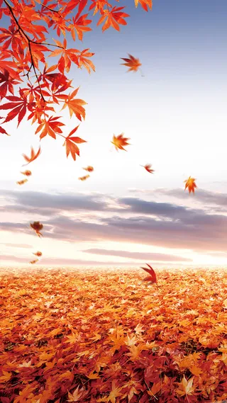 枫叶H5背景高清